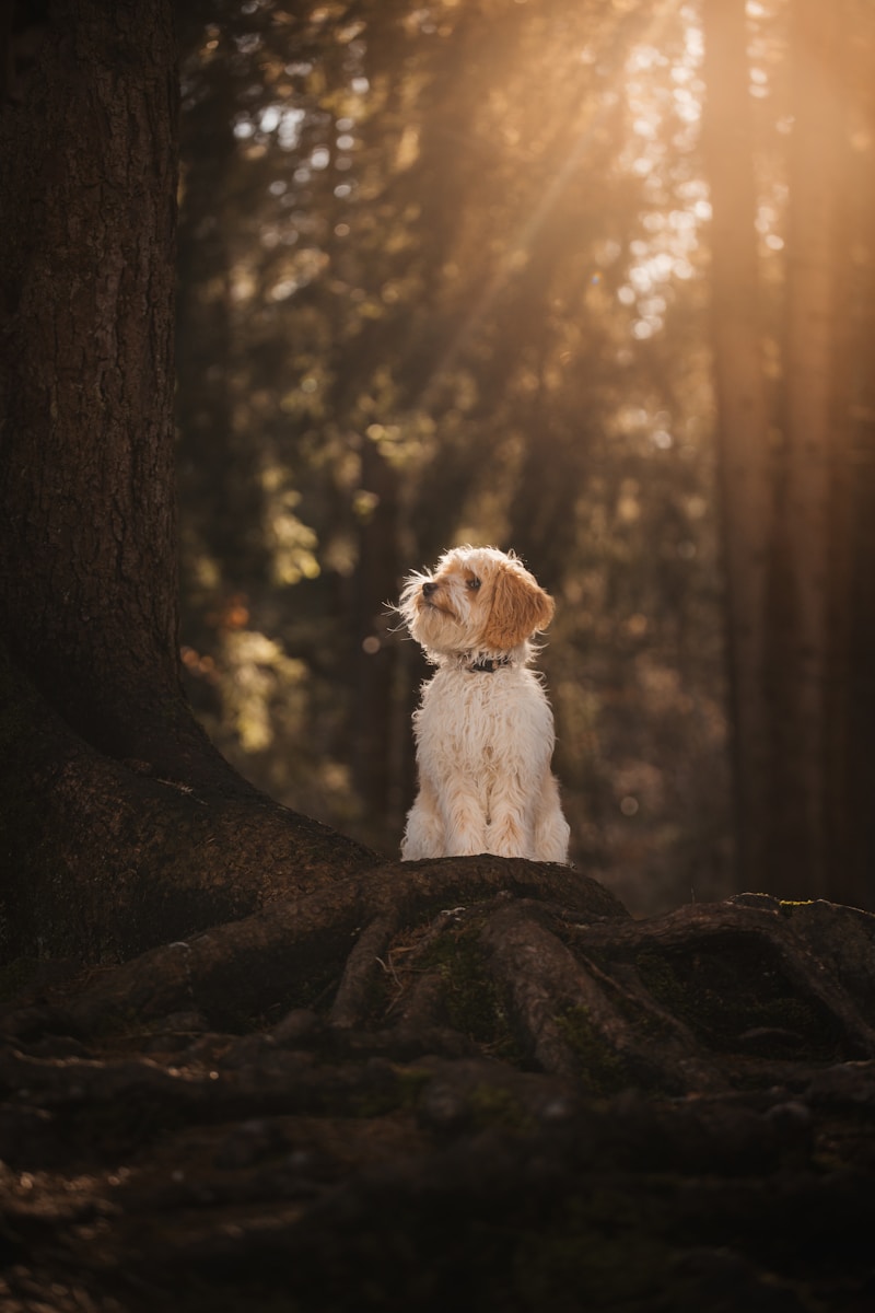 a dog is sitting on a rock in the woods