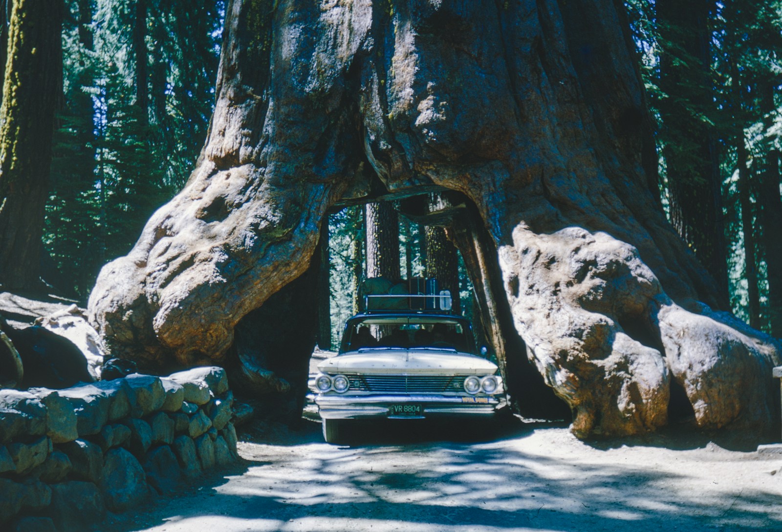 a car is parked in front of a large tree